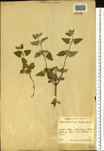 Котовник кошачий L., Восточная Европа, Волжско-Камский район (E7) (Россия)