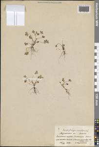 Камнеломка ручейная L., Восточная Европа, Северный район (E1) (Россия)