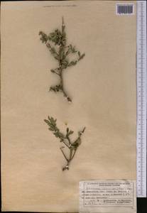 Rhamnus integrifolia DC., Средняя Азия и Казахстан, Западный Тянь-Шань и Каратау (M3) (Казахстан)