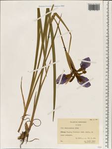Iris chrysographes Dykes, Зарубежная Азия (ASIA) (КНР)