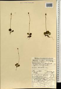 Одноцветка крупноцветковая (L.) A.Gray, Монголия (MONG) (Монголия)