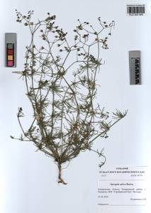 KUZ 003 949, Spergula arvensis subsp. sativa (Boenn.) Celak., Сибирь, Алтай и Саяны (S2) (Россия)