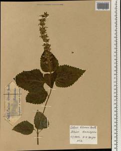 Plectranthus scutellarioides (L.) R.Br., Африка (AFR) (Мали)