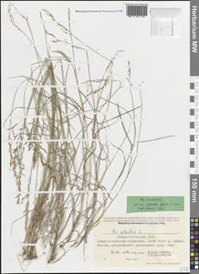 Мятлик дубравный L., Кавказ, Северная Осетия, Ингушетия и Чечня (K1c) (Россия)