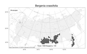 Bergenia crassifolia, Бадан толстолистный (L.) Fritsch, Атлас флоры России (FLORUS) (Россия)