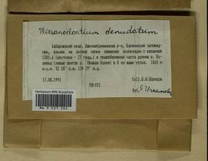 Dicranodontium denudatum (Brid.) E. Britton, Гербарий мохообразных, Мхи - Дальний Восток (без Чукотки и Камчатки) (B20) (Россия)