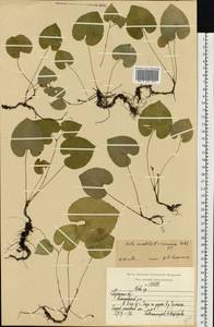 Фиалка [гибрид], Восточная Европа, Центральный район (E4) (Россия)