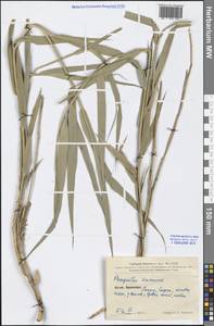 Phragmites australis subsp. australis, Зарубежная Азия (ASIA) (КНР)