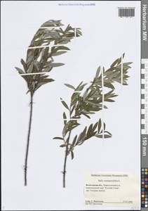 Ива розмаринолистная L., Восточная Европа, Северный район (E1) (Россия)