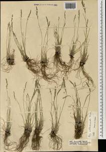 Мятлик оттянутый Trin., Монголия (MONG) (Монголия)