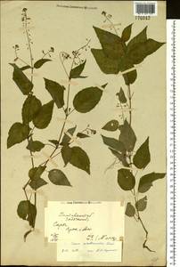 Circaea ×intermedia Ehrh., Восточная Европа, Северо-Украинский район (E11) (Украина)