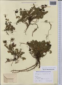 Астрагал неопределенный Ledeb., Кавказ, Грузия (K4) (Грузия)