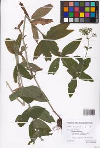 Подмаренник мареновидный L., Восточная Европа, Центральный лесостепной район (E6) (Россия)