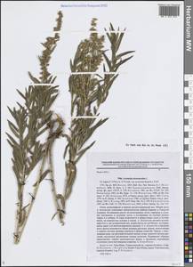 Полынь эстрагон L., Средняя Азия и Казахстан, Северный и Центральный Тянь-Шань (M4) (Киргизия)