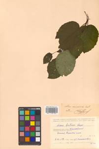 Ольха Максимовича Callier, Сибирь, Дальний Восток (S6) (Россия)