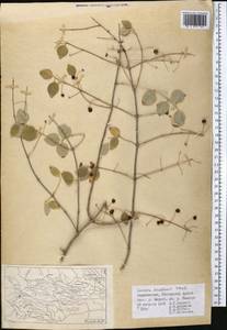 Жимолость Королькова Stapf, Средняя Азия и Казахстан, Памир и Памиро-Алай (M2) (Таджикистан)