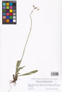 Pilosella erythrochrista (Nägeli & Peter) S. Bräut. & Greuter, Восточная Европа, Московская область и Москва (E4a) (Россия)