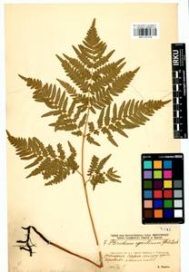 Pteridium aquilinum subsp. japonicum (Nakai) Á. Löve & D. Löve, Сибирь, Прибайкалье и Забайкалье (S4) (Россия)