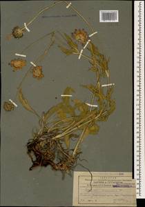Ломелозия кавказская (M. Bieb.) Greuter & Burdet, Кавказ, Армения (K5) (Армения)