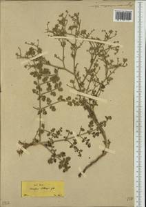 Echinophora tenuifolia subsp. sibthorpiana (Guss.) Tutin, Западная Европа (EUR) (Греция)
