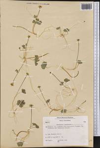 Coptidium lapponicum (L.) Á. Löve & D. Löve, Америка (AMER) (Гренландия)