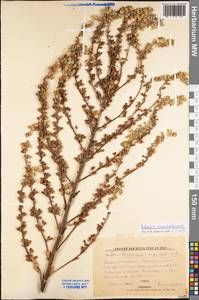 Verbascum chaixii subsp. orientale (M. Bieb.) Hayek, Восточная Европа, Нижневолжский район (E9) (Россия)