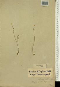 Strumaria spiralis (L'Hér.) W.T.Aiton, Африка (AFR) (ЮАР)