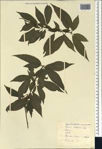 Персик обыкновенный (L.) Stokes, Кавказ, Грузия (K4) (Грузия)