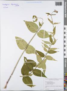 Vincetoxicum hirundinaria subsp. stepposum (Pobed.) Markgr., Восточная Европа, Средневолжский район (E8) (Россия)