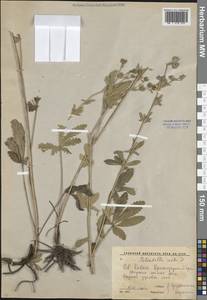 Лапчатка прямая L., Кавказ, Краснодарский край и Адыгея (K1a) (Россия)