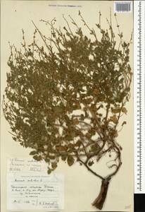 Щавель щитковидный L., Кавказ, Черноморское побережье (от Новороссийска до Адлера) (K3) (Россия)