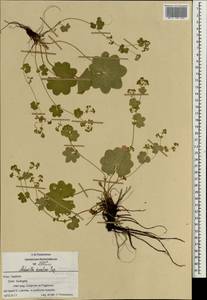 Манжетка неприкрытая Juz., Восточная Европа, Центральный район (E4) (Россия)