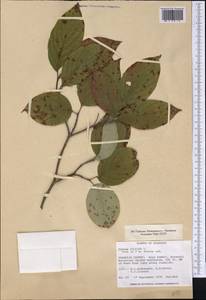 Cornus florida L., Америка (AMER) (США)