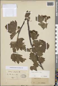 Crataegus pinnatifidus var. major N. E. Br., Средняя Азия и Казахстан, Муюнкумы, Прибалхашье и Бетпак-Дала (M9) (Казахстан)