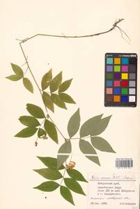 Горошек разветвленный (Maxim.) Ohwi, Сибирь, Дальний Восток (S6) (Россия)