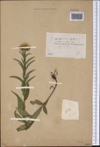 Pentanema salicinum (L.) D. Gut. Larr., Santos-Vicente, Anderb., E. Rico & M. M. Mart. Ort., Сибирь, Прибайкалье и Забайкалье (S4) (Россия)