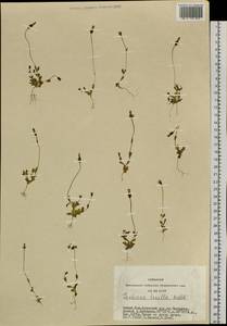 Комастома нежная (Rottb.) Toyok., Сибирь, Алтай и Саяны (S2) (Россия)