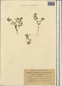Вероника согнутоногая Boiss., Кавказ, Армения (K5) (Армения)