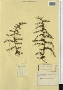 Asparagus acutifolius L., Западная Европа (EUR) (Неизвестно)