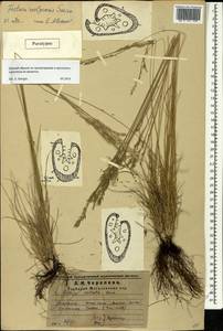 Овсяница волжская P.A.Smirn., Восточная Европа, Средневолжский район (E8) (Россия)
