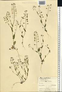 Noccaea perfoliata (L.) Al-Shehbaz, Восточная Европа, Западно-Украинский район (E13) (Украина)