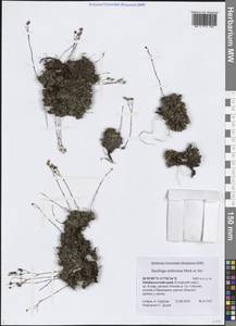 Камнеломка Стеллера Merklein ex Ser., Сибирь, Прибайкалье и Забайкалье (S4) (Россия)