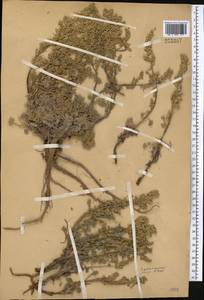 Полынь Кушакевича C. Winkl., Средняя Азия и Казахстан, Памир и Памиро-Алай (M2)