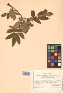 Рябина бузинолистная (Cham. & Schltdl.) M. Roem., Сибирь, Дальний Восток (S6) (Россия)