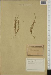 Parapholis filiformis (Roth) C.E.Hubb., Западная Европа (EUR) (Франция)