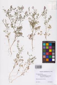 Дымянка Шлейхера Soy.-Will., Восточная Европа, Центральный район (E4) (Россия)