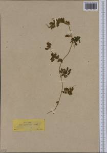 Vicia villosa subsp. ambigua (Guss.)Kerguelen, Западная Европа (EUR) (Греция)