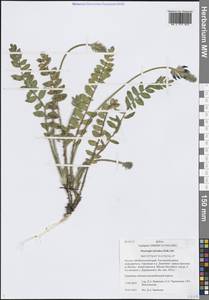 Остролодочник лесной (Pall.) DC., Сибирь, Прибайкалье и Забайкалье (S4) (Россия)