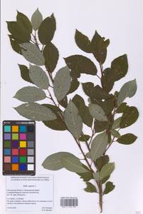 Ива козья L., Восточная Европа, Московская область и Москва (E4a) (Россия)