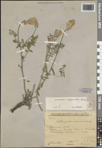 Астрагал Лаксмана, Сибирь, Якутия (S5) (Россия)